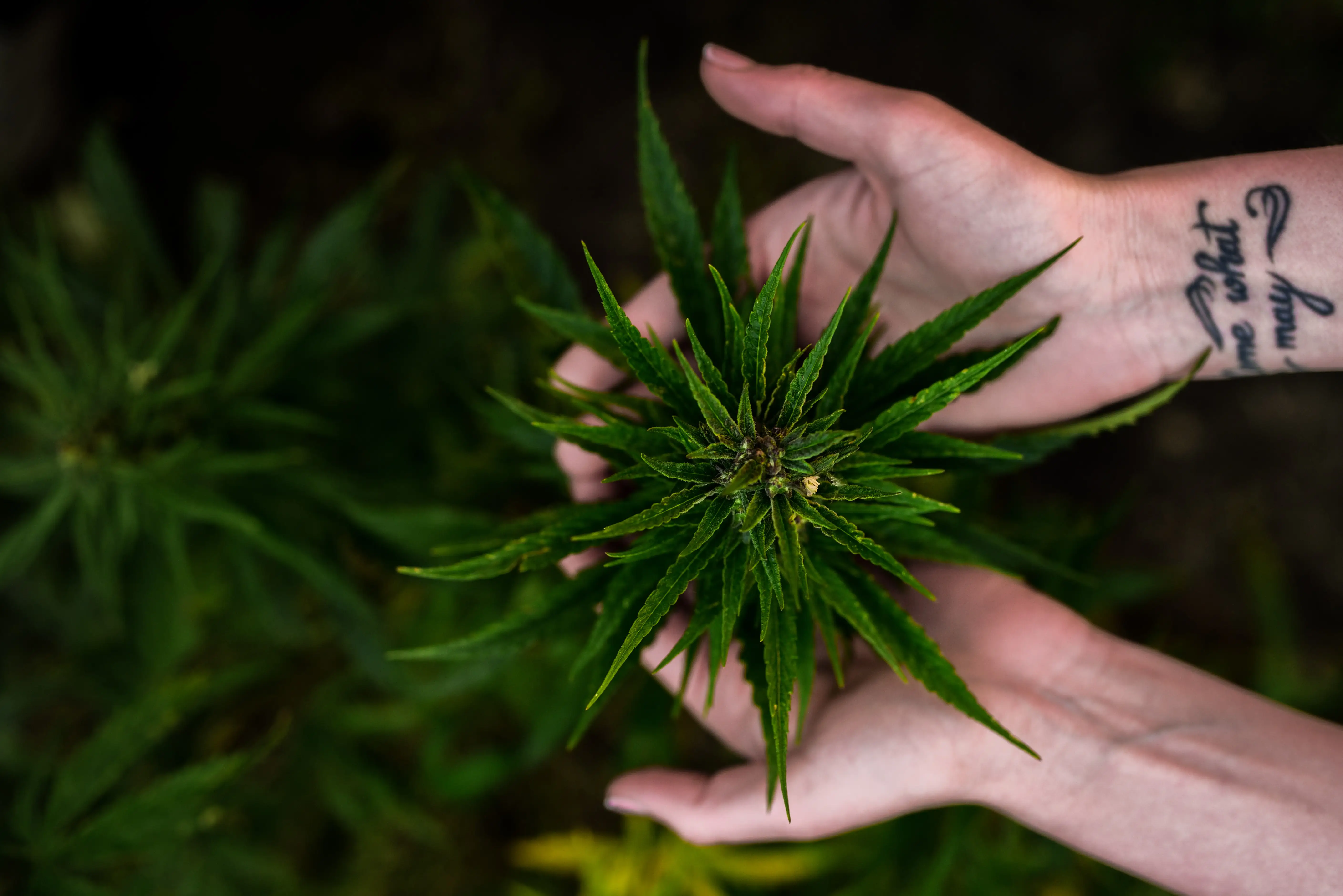 buy weed online in canada shopping guide