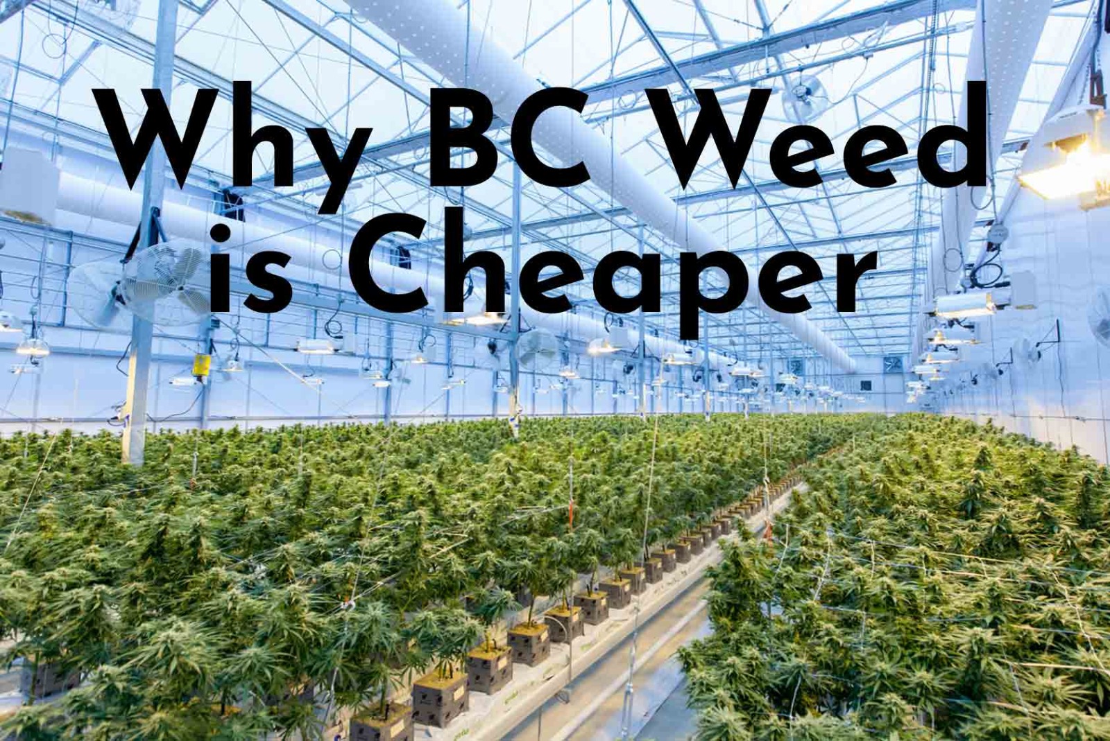 Why BC Weed is Cheaper over a cannabis indoor growing farm
