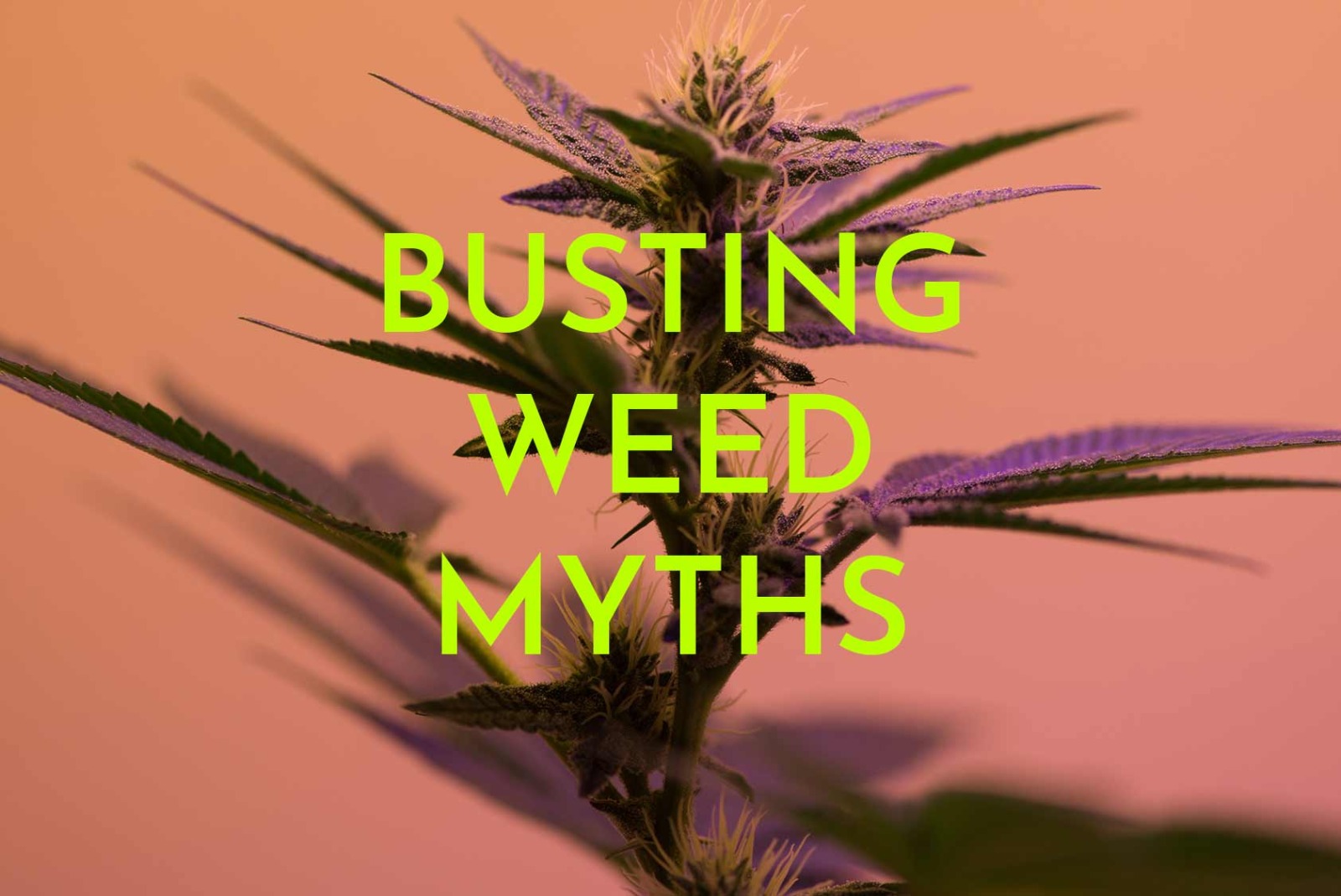 busting weed myths over a cannabis plant