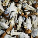 Makilla Gorilla Mushroom