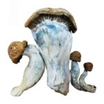 Makilla Gorilla Mushroom