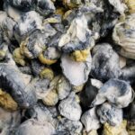 Blue Meanie Mushrooms-3