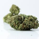 Sour Jamaican Lime - Cheap Ounces Vancouver Hybrid Strain