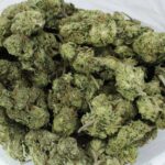 Sour Jamaican Lime - Cheap Ounces Vancouver Hybrid Strain