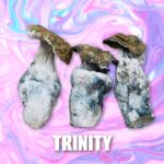 Trinity Magic Mushrooms