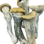 Yeti Mushrooms