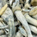 Yeti Mushrooms