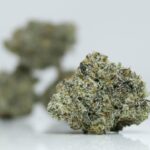 White Truffle Strain Close Up Weed For Sale Canada