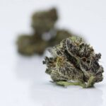 Black Truffle Smalls