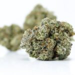 Buy Hybrid Strains Online Canada | Gushers