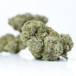 Best Hybrid Strains Canada | Dispensary Canada