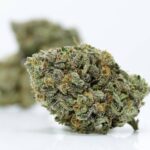 Lemon Cream Gelato - Buy Sativas Vancouver