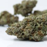 Canna Cabana's AAAA+ Exotic Blue Slushie - Image 3