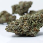 Canna Cabana's AAAA+ Exotic Blue Slushie - Image 2