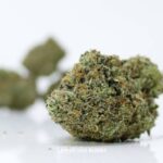 Buy Las Vegas Bubba Cannabis Online Canada