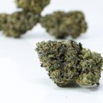 Weed Delivery Vancouver - Best Vancouver Dispensary