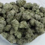 AAAA Lilac Diesel ***SEEDS*** - Image 3