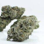 AAAA Lilac Diesel ***SEEDS*** - Image 2
