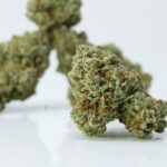 Buy Sativa Strains Canada - Acapulco Gold