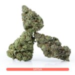 Buy Sativa Strains Canada - Astro Lato