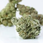 Buy Sativa Strains Canada - Astro Lato