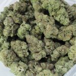 Buy Sativa Strains Canada - Astro Lato