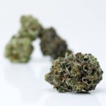 Buy Sativa Strains Canada - Fruit Loops Smalls