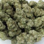 Sativa Diva's AAA Slazerbeam - Image 3