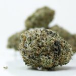 Close Up Blackberry Cheesecake Cannabis Buds