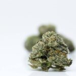 Green Valley's AAAA+ Gasoline Lollipop Smalls - Image 2