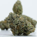 Green Valley's AAAA+ Malibu Marker - Image 3