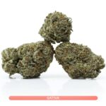 Tropicana Banana Sativa Strain by Canna Cabana