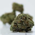 AAA Girl Scout Cookies Small/Med. - Image 2